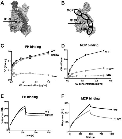 Figure 4. Interaction of R139W with MCP and FH. R139 position (A) on the structure of C3b in a complex with FH CCP1-4 or (B) in a model complex with MCP. R139 is close to CCP3 binding site of both FH and MCP. Direct binding of recombinant WT or mutant C3 to (C) FH or (D) MCP, studied by ELISA. FCS-free supernatant, containing recombinant WT or mutant C3 produced by stably transfected CHO cells, was used as a source of C3. SN0 is the supernatant of cells transfected with a plasmid not containing the C3 gene. The real-time binding of recombinant WT or mutant C3 to (E) FH or (F) MCP was studied by SPR, using recombinant C3 proteins purified from serum-free culture supernatants by DEAE-Sepharose column.