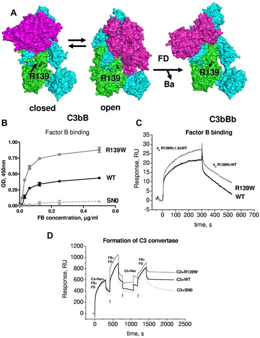 Figure 5. Interaction of R139W with factor B. (A) R139 position on the structures of C3b with FB in closed (refractory to cleavage by FD) and open (prone to cleavage by FD) conformations and on the structure of the C3bBb complex. The α and β chains of C3b are depicted in blue and green and FB is colored in magenta. (B) Binding of FB to WT or mutant recombinant C3, bound to an anti-C3d mAb, coated to the ELISA plate. Serum-free supernatant was used as a source of recombinant C3 molecules. (C) The binding of FB to recombinant WT or R139W C3, bound to an anti-C3d mAb on the CM5 biosensor chip, was studied by SPR using Biacore. Recombinant C3 proteins, purified from serum-free culture supernatants by DEAE-Sepharose column, were used. (D) Formation of a C3 convertase on the biosensor chip by subsequent injection of C3+FB+FD, followed by an injection of FB+FD. Purified WT or R139W recombinant C3 were mixed with native C3, purified from plasma. Proteins deposition on the chip was followed over time. For panels B through D, 1 representative experiment of 3, performed with 3 independent productions of C3, is presented.