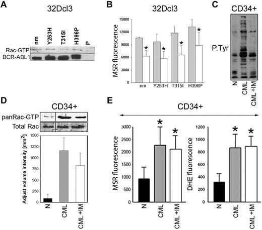 Figure 6. Role of Rac in the induction of mitochondrial ROS in TKI-resistant BCR-ABL1 cells and CD34+ CML-CP cells treated with imatinib. (A) Rac activation was examined in 32Dcl3 parental cells (P) and clones expressing nonmutated BCR-ABL1 (nm) and the indicated TKI-resistant mutants (Y253H, T315I, and H396P) using a PAK-binding domain pull-down assay; top box shows the Rac-GTP protein content, bottom box shows the expression of BCR-ABL1 protein variants. (B) The indicated cells were transfected with HA-Rac(T17N)-IRES-GFP (white bars) or IRES-GFP (gray bars) retroviral particles and mitochondrial ·O2− was measured with MSR in GFP+ cells. (C-E) CD34+ cells from healthy donors (N) and from CML-CP patients were incubated with 1μM imatinib (CML + IM) or placebo (CML) for 12 hours in the presence of growth factors. (C) Tyrosine phosphorylation (P.Tyr) of total cellular proteins was analyzed by Western blot using anti-phosphotyrosine Ab. (D) Top panel is a representative Western blot analysis of the Rac-GTP active form detected using a PAK-binding domain pull-down assay; bottom panel shows the total Rac protein in cell lysates by densitometric analysis of Rac-GTP. (E) Total cellular and mitochondrial ·O2− was measured with the use of DHE and MSR, respectively. Results represent mean values of 2 or 3 measurements/group ± SD. *P < .05 compared with cells transfected with an empty plasmid (B) or normal counterparts (D).