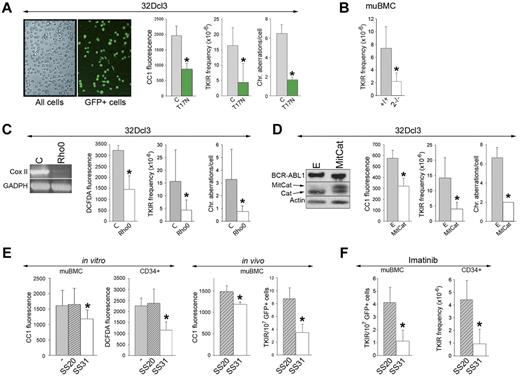 Figure 7. Targeting the Rac-mitochondrial ROS pathway reduces genomic instability in BCR-ABL1 leukemia cells. (A) GFP+ BCR-ABL1-32Dcl3 cells expressing Rac(T17N) and GFP- BCR-ABL1-32Dcl3 control cells (C) as illustrated. BCR-ABL1+/+ and Rac2−/− muBMCs are described in Figure 5F (B); BCR-ABL1-32Dcl3 Rho0 cells (Rho0) and BCR-ABL1-32Dcl3 MRC-proficient cells (C) as confirmed by RT-PCR–detected down-regulation of expression of Cox II in Rho0 cells; and BCR-ABL1-32Dcl3 cells expressing MitCat (D), or empty plasmid (E) as documented by Western analysis showing the expression of BCR-ABL1, MitCat, and endogenous catalase (Cat), were maintained for 8 (B) or 12 (A,C,D) weeks in liquid culture. ROS were measured using CC1 and DCFDA fluorescence. The frequency of TKI-resistant (TKIR) clones and/or spectral karyotyping analysis of chromosomal aberrations were determined; results represent mean values of a minimum of 3 experiments ± SD. (E) In the in vitro experiment, BCR-ABL1 muBMCs and CML-CP CD34+ cells were cultured either without (−) or with SS20 or SS31 peptides. ROS were measured using CC1 and DCFDA fluorescence; results represent mean values of a minimum of 3 experiments ± SD. In the in vivo experiment, 5 SCID mice/group bearing GFP+ BCR-ABL1 muBMCs were treated with SS20 or SS31 for 6-8 weeks. ROS (CC1 fluorescence) and the number of TKIR clones in GFP+ muBMCs were determined. (F) Left panel shows 5 SCID mice/group bearing GFP+ BCR-ABL1 muBMCs treated with imatinib and SS20 or SS31 for 8 weeks. TKIR clones were detected in GFP+ cells from BM and spleen. Right panel shows CD34+ cells from 2 CML-CP patients cultured for 6 weeks with imatinib and SS20 or SS31 in medium supplemented with growth factors, after which time the frequency of TKIR clones was determined. *P < .05 compared with control, untreated, and SS20-treated cells or animals.