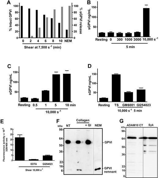 Figure 1. Shear induces loss of platelet GPVI and release of sGPVI in PRP. (A) PRP from a single donor was subjected to a shear rate of 7500 seconds−1 for up to 10 minutes in the presence of an inhibitor of αIIbβ3, or treated with 5mM NEM for 15 minutes. Aliquots of plasma and PRP were isolated for measurement of sGPVI by ELISA (light bars) and platelet surface levels of GPVI by flow cytometry (black bars), respectively. Data are expressed as percentage of total intact GPVI on resting platelets, or sGPVI released from platelets treated with 5mM NEM. (B) Citrated PRP from a single donor was left untreated or subjected to different shear rates for 5 minutes or (C) subjected to a shear rate of 10 000 seconds−1 for indicated times, or (D) subjected to 10 000-second−1 shear rate for 5 minutes in the presence of 100μM GM6001 or 2μM GI254023. Platelets were pelleted by centrifugation and assayed for sGPVI by ELISA in triplicate (sGPVI is shown as mean ± SD). Data are representative of at least 3 independent experiments using different single donors. (E) Human washed platelets in Tyrode buffer containing 10μM ADAM-cleavable quenched fluorogenic peptide were left untreated or exposed to 10 000-second−1 shear for 1 minute in the presence or absence of 2μM GI254023 or 10mM EDTA. Fluorescence activity (320/405 nm) at 30 minutes was quantified, and all values were corrected for background fluorescence measured in an untreated platelet sample containing substrate alone. Data are representative of at least 3 independent experiments using different single donors. (F) Human washed platelets (5 × 108/mL) were resuspended in Tyrode buffer and left untreated (NT) or treated with 5mM NEM as a positive control, or with 10 μg/mL collagen in the absence or presence of 2μM GI254023 (GI) for 1 hour at room temperature and then lysed and subjected to SDS-PAGE and Western blotted with anti-GPVI cytoplasmic tail antibody. (G) Human washed platelets (5 × 108/mL) were lysed and subjected to SDS-PAGE and Western blotted with anti-ADAM10 cytoplasmic tail antibody (ADAM10 CT) or anti-Syk (Syk). Vertical lines indicate a repositioned lane.