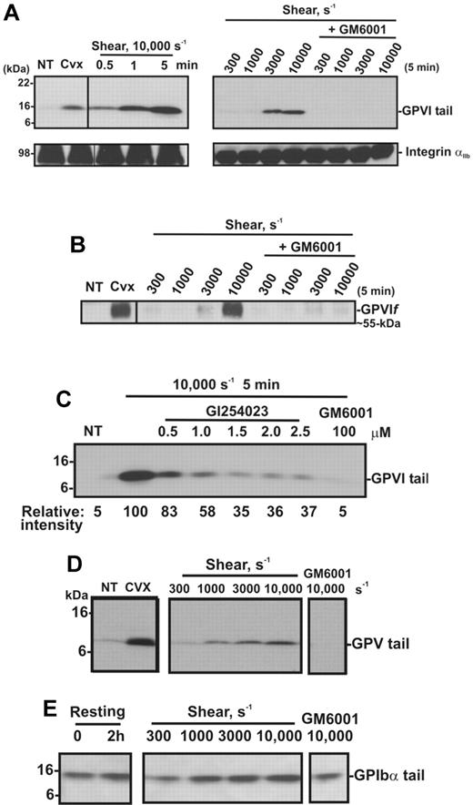 Figure 2. Shear induces GPVI shedding in washed platelets. Washed platelets (5 × 108 platelets/mL) were left untreated (NT), or treated with either 0.5 μg/mL convulxin for 15 minutes, subjected to shear (10 000 seconds−1) for various times, or subjected to different shear rates for 5 minutes, with and without 100μM GM6001 (A-E) or up to 2.5μM GI254023 (C). (A) Platelet pellets were lysed and analyzed by SDS-PAGE and immunoblotting using anti-GPVI cytoplasmic tail antibody (top panel) or anti-αIIbβ3 mAb CRC54 (bottom panel). (B) Supernatants were blotted with anti-GPVI mAb 12H1. (C) Platelet pellets were lysed and analyzed by SDS-PAGE and immunoblotting using anti-GPVI cytoplasmic tail antibody. Densitometry measurements (relative intensities) of each GPVI tail fragment in blot C were compared relative to the densitometry of the fragment detected in the 10 000-second−1/5-minute sample. (D-E) Platelet pellets were lysed and analyzed by SDS-PAGE/Western blotting using (D) anti-GPV or (E) anti-GPIbα cytoplasmic tail antibodies.