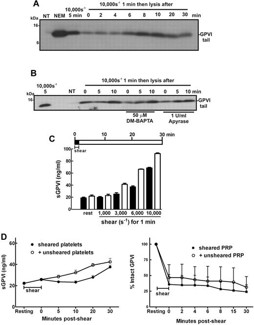 Figure 5. Brief exposure to high shear triggers significant GPVI shedding over time. Washed platelets (5 × 108/mL) from a healthy donor were resuspended in (A) Tyrode buffer alone or (B) containing 50μM DM-BAPTA or 1 U/mL apyrase and then subjected to a shear rate of 10 000 seconds−1 for 1 minute. Samples were then left at room temperature for the indicated time before addition of EDTA followed by centrifugation and lysis of platelet pellets. Platelet lysates were analyzed by SDS-PAGE and Western blot using 1 μg/mL anti-GPVI cytoplasmic tail antibody. Data are representative of 3 independent experiments with different donors. (C) PRP from healthy donors was subjected to the indicated level of shear for 1 minute before addition of EDTA (dark bars) or incubated at room temperature for 30 minutes followed by addition of EDTA (light bars) as shown in the pictogram. All samples were then processed to isolate plasma and analyzed for sGPVI levels by ELISA. Data are representative of 4 independent experiments with different donors. (D) In the presence of an inhibitor of αIIbβ3, washed platelets in Tyrode buffer were exposed to 10 000-second−1 shear for 2 minutes and then mixed with equal amounts of buffer or unsheared platelets for up to 30 minutes (left panel), or PRP was subjected to 7500 seconds−1 for 1 minute and then mixed with equal amounts of buffer or unsheared PRP for up to 30 minutes (right panel). Aliquots of supernatant and PRP were isolated for measurement of sGPVI by ELISA (right panel) and platelet surface levels of GPVI by flow cytometry (left panel), respectively.