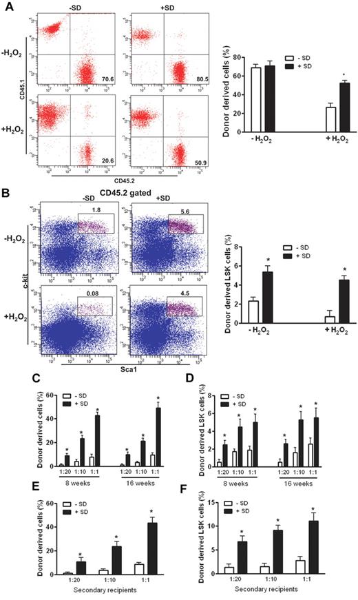 Figure 2. Salidroside enhances HSC repopulation. (A) Salidroside enhances the repopulating ability in recipient mice. LSK (Lin-Sca1+c-kit+) cells from WT C57BL/6 mice (CD45.2+) pretreated with or without salidroside (75μg/g body weight) followed by H2O2 (0.25 μmol/g body weight) treatment were isolated by cell sorting using FlowAria II. One thousand sorted LSK cells plus 1 million c-kit–depleted competitors (CD45.1+) were injected to lethally irradiated recipients. Donor chimerism was examined at 4 months after transplantation using peripheral blood from recipients. Representative images (left) and quantifications (right) were shown. Results are means ± SD of 3 independent experiments (n = 15 per group). (B) Salidroside increases HSC-enriched LSK cells in recipient mice. One thousand sorted LSK cells from WT C57BL/6 mice (CD45.2+) pretreated with or without salidroside followed by H2O2 treatment were injected along with 1 million c-kit–depleted competitors (CD45.1+) to lethally irradiated recipients. BM cells from recipient mice were harvested and subjected to flow cytometry analysis for LSK frequency. (C) Salidroside enhances competitive reconstitution of stressed HSCs. Various numbers of donor (CD45.2+) LSK cells (50, 100, or 1000) from stressed WT C57BL/6 mice were mixed with 1000 competitor LSK (CD45.1+) cells and the mixtures were transplanted intravenously into lethally irradiated congenic (CD45.1+) recipients. Donor-derived hematopoietic reconstitution was analyzed by flow cytometry 8 and 16 weeks after transplantation using peripheral blood from recipients. (D) Salidroside increases HSC-enriched LSK in recipient mice. BM cells from recipient mice described in panel C were subjected to flow cytometry analysis for LSK frequency. (E-F) Salidroside enhances LT-HSC repopulation. BM cells from primary recipient mice described in panel B were used for secondary transplantation by injecting 5 × 106 BM cells to lethally irradiated recipients. Donor-derived chimerism (E) and LSK (F) were analyzed by flow cytometry 16 weeks after BMT. Results are means ± SD of 2 independent experiments (n = 10 per group).