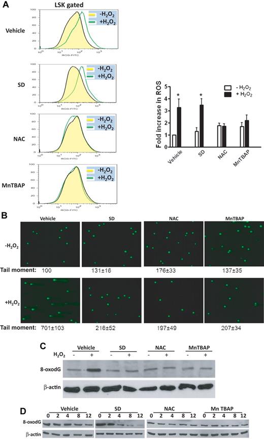 Figure 4. Salidroside reduces DNA strand breaks but not ROS. (A) Salidroside does not reduce H2O2-induced ROS. WT C57BL/6 mice were pretreated with one dose of salidroside (75μg/g body weight), NAC (50μg/g body weight), or MnTBAP (10μg/g body weight), followed by H2O2 (0.25 μmol/g body weight). BM cells were then harvested and labeled with CM-H2DCFDA for flow cytometry analysis of ROS in the LSK-gated cells. Representative images (left) and quantifications (right) were shown. (B) Salidroside reduces DNA strand breaks. BM cells from mice described in panel A were isolated by magnetic beads depletion, and then subjected to analysis for DNA strand breaks by the comet assay. The mean tail moment of untreated vehicle sample is expressed as 100%. Larger tail moment represents higher levels of DNA damage. For each treatment, 50 cells were scored from random sampling. (C) Salidroside reduces 8-oxodG. Protein extractions were prepared using low density BM cells from mice described in panel A. Whole cell lysates were then subjected to SDS-PAGE and immunoblotted with Western Blot antibodies for 8-oxodG and β-actin. (D) Repair kinetics. Low-density BM cells were pretreated with salidroside (250μM), NAC (500μM), or MnTBAP (250μM) for 2 hours, followed by H2O2 for additional 2 hours, and then released for indicated time intervals. Whole cell lysates were prepared and subjected to SDS-PAGE and immunoblotted with antibodies for 8-oxodG and β-actin.