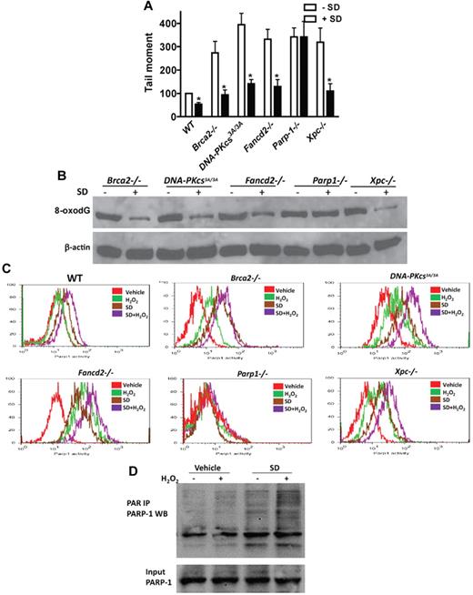 Figure 5. Salidroside stimulates PARP-1 activity. (A) Salidroside fails to reduce H2O2-induced DNA strand breaks in Parp-1−/− cells. Lin− cells were isolated from Brca2−/−, DNA-PKcs3A/3A, Fancd2−/−, Parp-1−/−, or Xpc−/− mice. Cells were treated with or without salidroside, NAC, or MnTBAP in the presence of H2O2, and subjected to Comet Assay. The mean tail moment of H2O2-treated WT sample is expressed as 100%. For each sample, 50 cells were scored from random sampling. (B) Salidroside fails to reduce H2O2-induced 8-oxodG in Parp-1−/− cells. Protein lysates were prepared from low-density BM cells treated as described in panel A. Whole cell lysates were subjected to SDS-PAGE and immunoblotted with antibodies against 8-oxodG and β-actin. (C) Salidroside stimulates Parp-1 activity. Low-density BM cells isolated from mice described in panel A were treated with or without H2O2 and salidroside, and BM cells were isolated and subjected to flow cytometry analysis for Parp-1 activity in the LSK population using antibody against PARP-1. (D) Salidroside activates Parp-1 in vivo. Low-density BM cells were isolated from WT mice, and treated with or without SD and H2O2 for 2 hours. Whole cell lysates were subjected to immunoprecipitation using PAR antibody. Precipitated samples were resolved by SDS-PAGE and blotted with antibody specific for PARP-1.