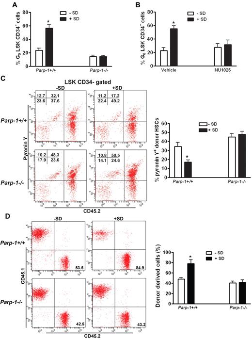 Figure 6. Inhibition of PARP-1 abrogates the effect of salidroside on HSC maintenance. (A) Deletion of Parp-1 abolishes salidroside-mediated increase in quiescent HSC frequency in stressed mice. Parp1−/− mice as well as their WT littermates were pretreated with or without salidroside (75 μg/g body weight) followed by H2O2 (0.25 μmol/g body weight). BM cells were subjected to flow cytometry analysis for quiescent HSC (G0 phase). Results are means ± SD of 3 independent experiments (n = 9 per group). (B) NU1025 treatment abolishes salidroside-mediated increase in quiescent HSC frequency in stressed mice. H2O2-treated (0.25 μmol/g body weight) WT mice were treated with or without salidroside (SD; 75μg/g body weight) and NU1025 (25 mg/kg body weight). BM cells were subjected to flow cytometry analysis for quiescent HSC. Results are means ± SD of 3 independent experiments (n = 9 per group). (C) The maintenance of HSC quiescence by salidroside requires Parp-1. 1000 LSK cells from WT or Parp1−/− mice were injected to lethally irradiated WT recipients. Recipient mice were then subjected to salidroside and H2O2 treatments. Cycling donor-derived (CD45.2+) cells were assessed by Flow Cytometry analysis by pyronin Y staining. Representative images (top) and quantifications (bottom) were shown. Results are means ± SD of 3 independent experiments (n = 9 per group). (D) The enhancing effect of salidroside on the long-term repopulation abilities of stressed HSCs requires Parp1. Cells from primary recipients described in panel C were used for second transplantation by injecting 10 million whole BM cells to lethally irradiated WT recipients. Donor-derived cells were determined by flow cytometry analysis. Representative images (top) and quantifications (bottom) were shown. Results are means ± SD of 3 independent experiments (n = 9 per group).