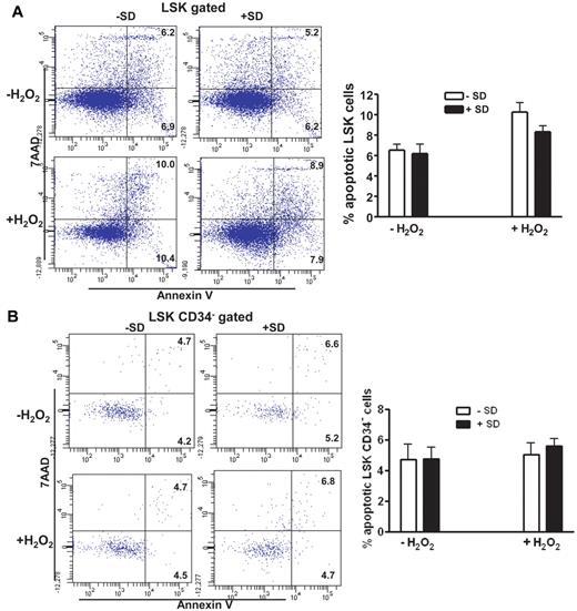 Figure 3. Salidroside prevents HSC cycling in vivo. (A) Salidroside partially reduces H2O2-induced LSK cell apoptosis. BM cells were harvested from WT C57BL/6 mice pretreated with or without salidroside (75μg/g body weight) followed by H2O2 (0.25 μmol/g body weight), and gated for LSK population. Apoptotic LSK cells were determined by annexin-V and 7AAD staining. (B) Salidroside and H2O2 have no effect on apoptosis of CD34-LSK cells. CD34 negative LSK cells were gated for apoptosis analysis. (C-D) Salidroside prevents HSC cycling in vivo. Cells described in panel B were subjected to Hochest and pyronin Y (C) or BrdU (D) staining. Representative images (top) and quantifications (bottom) were shown. Results are means ± SD of 3 independent experiments (n = 9 per group).