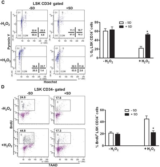 Figure 3. Salidroside prevents HSC cycling in vivo. (A) Salidroside partially reduces H2O2-induced LSK cell apoptosis. BM cells were harvested from WT C57BL/6 mice pretreated with or without salidroside (75μg/g body weight) followed by H2O2 (0.25 μmol/g body weight), and gated for LSK population. Apoptotic LSK cells were determined by annexin-V and 7AAD staining. (B) Salidroside and H2O2 have no effect on apoptosis of CD34-LSK cells. CD34 negative LSK cells were gated for apoptosis analysis. (C-D) Salidroside prevents HSC cycling in vivo. Cells described in panel B were subjected to Hochest and pyronin Y (C) or BrdU (D) staining. Representative images (top) and quantifications (bottom) were shown. Results are means ± SD of 3 independent experiments (n = 9 per group).