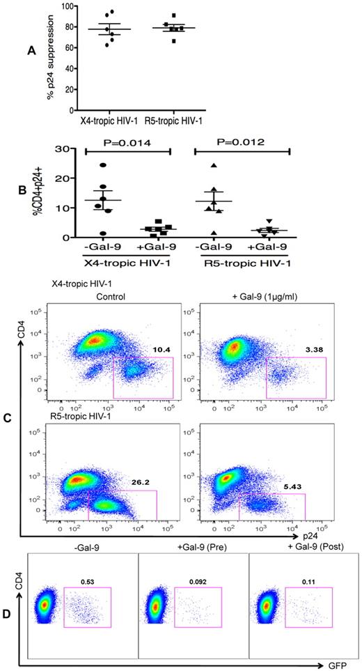 Figure 3. Gal-9 reduces HIV-1 infection in CD4+ T cells that are already HIV-infected. (A) Percentages of p24 suppression in activated CD4+ T cells that were exposed to Gal-9 (1 μg/mL) for 2 hours after HIV-1 infection with X-4 and R-5-tropic isolates. (B) Percentages of CD4+p24+ cells in activated CD4+ T cells in the presence of Gal-9 (1 μg/mL) 2 hours after HIV-1 infection with X-4-tropic (HIV-1LAI) and R-5 (HIV-1JR-CSF) isolates. Significance was tested using paired t test. (C) Representative flow cytometry dot plots from CD4+ T cells infected, and then stimulated with 1 μg/mL Gal-9 after infection with X-4-tropic or R5-tropic HIV-1 isolates, respectively. (D) Representative flow cytometry dot plots from CD4+ T cells incubated for 2 hours with 0.5 μg/mL Gal-9 prior or after infection with GFP-labeled T-cell tropic single-cycle HIV-1SF2. CD4+ T cells from 6 HIV-1 seronegative donors were used for each viral isolate. The number of infected cells was quantified by intracellular GFP detection 40 hours after infection for SF2 isolate and viral p24 antigen staining using flow cytometry on day 5 after infection for other viral isolates. Data are from 6 HIV-1 seronegative individuals infected with both X4-and R5-tropic viral isolates in vitro with duplicate cultures per condition. Error bars indicate mean ± SEM from duplicate cell cultures from 6 HIV-1 seronegative individuals infected 4 separate times with both X4-and R5-tropic viral isolates in vitro. Each point represents an individual.