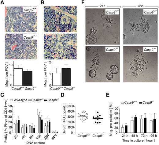 Figure 1. Platelet production proceeds normally in the absence of caspase-9. (A) BM megakaryocyte number is not altered in caspase-9–deficient FLC-reconstituted mice. Average number of megakaryocytes in histologic sections of BM per 10 high-powered fields of view (FOV; original magnification, ×200). Data represent mean ± SD; n = 10-12 mice per genotype. (B) Spleen megakaryocyte number is not altered in Casp9−/− FLC-reconstituted mice. Average number of megakaryocytes in histologic sections of spleen per 5 high-powered FOV (original magnification, ×600). Data represent mean ± SD; n = 4-6 mice per genotype. (C) The megakaryocyte ploidy distribution profile of CD41+ BM cells is moderately altered by caspase-9 deficiency. Data represent mean ± SD; n = 4-8 mice per genotype; **P < .01. (D) Casp9−/− FLC-reconstituted mice have serum TPO levels equivalent to wild type. Data represent mean ± SEM; n > 10 mice per genotype. (E) Loss of caspase-9 does not perturb proplatelet formation. FLC-derived megakaryocytes were visually scored for proplatelet formation over the time indicated. Data represent the mean ± SD; n = 4-5 fetal livers per genotype. (F) Representative microscopic image of Casp9+/+ and Casp9−/− FLC-derived mature megakaryocytes forming proplatelets in culture. Original magnification, ×400.