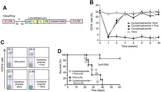 Figure 1. Prior cyclophosphamide conditioning results in 19mz+ T cell–mediated B-cell aplasias and eradication of systemic EL4(hCD19) tumors. (A) Schematic of retroviral construct encoding the 19mz and Pmz CARs. CD8 indicates CD8 leader sequence; scFv, single chain variable fragment; VH and VL, variable heavy and light chains; TM, transmembrane domain; LTR, long terminal repeat; SD, SA, splice donor and acceptor; and ψ, packaging element. (B) Persistent B-cell aplasias in C57BL6(mCD19−/− hCD19+/−) mice pretreated with cyclophosphamide followed by 19mz+ but not control Pmz+ T-cell therapy. 19mz+ T-cell therapy alone or cyclophosphamide alone failed to induce persistent B-cell aplasias. (C) Representative flow cytometry demonstrating B-cell aplasias in mice conditioned with cyclophosphamide followed by 19mz+ T-cell infusion at 4 weeks after T-cell infusion. (D) Cyclophosphamide conditioned EL4(hCD19) tumor-bearing C57BL6(mCD19−/− hCD19+/−) mice treated with 19mz+ T cells have enhanced survival compared with mice treated with 19mz+ T cells alone or control Pmz+ T cell–treated mice. All results are representative of at least 2 experiments.