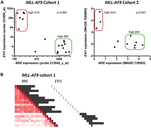 Figure 1. High BRE and high EVI1 expression are mutually exclusive in MLL-AF9 leukemia. (A) BRE expression was plotted against EVI1 expression for MLL-AF9 positive cases in 2 separate MLL-AF9 cohorts.7,8 In the first cohort (left plot), 33% (6/18) of the samples showed high EVI1 expression, and 55.6% (10/18) showed high BRE expression. In the second cohort (right plot), 27.3% of the samples showed high EVI1 expression (3/11), and 54.5% showed high BRE expression (6/11). Both cohorts contained 2 patients with neither high BRE nor high EVI1 expression. High BRE expression was defined as described before.3 High EVI1 expression was defined as the expression of the upper 10% of the total cohort. P values for negative correlations were calculated using Spearman correlation tests. (B) EVI1-positive patients cluster apart from high BRE expressing patients among MLL-AF9 positive patients in unsupervised clustering analysis. However, EVI1-positive patients show less similar expression profiles among each other compared with high BRE expressing patients (indicated by faint red color compared with bright red color, respectively). Unsupervised clustering was performed on the first cohort as described elsewhere9 and clustering is represented as pairwise correlations between samples with a gradient from red to blue indicating degree of correlation (bright red: high correlation, blue: poor correlation). Black bars represent relative BRE (212645_x_at) and EVI1 (221884_at) expression, as indicated.