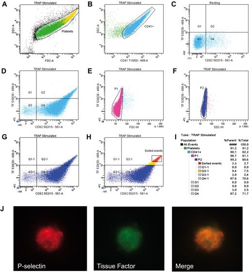 Figure 1. Identification of TF positive platelets by flow cytometry and confocal microscopy. Platelet rich plasma from a healthy volunteer was activated with TRAP-6 for 15 minutes at room temperature in the presence of CD41-PerCPcy5.5 (BD Biosciences), CD62P-PE (P-selectin, BD Biosciences) and TF-FITC (American Diagnostica) mAbs, analyzed and sorted by BD FACSAria IIU (561-488-633-355 laser equipped) and BD FACSDiva software. The following gating strategy for the identification and sorting of TF+ platelet was used (population hierarchy in panel I). Platelets were identified according to their physical parameters, FSC and SSC (panel A) and to the expression of the platelet marker, CD41 (panel B). The quadrant gate in panel C defines the CD62P/TF negative population in resting platelets. This marker has been copied on subsequent dot plots. Panel D shows TF/CD62P positivity on activated CD41+ cells. Cross excitation risk was avoided by using 488 and 561 lasers for FITC and PE, respectively. TF+ platelet aggregates were further removed through doublets exclusion in FSC/TF and SSC/TF dot plots (panels E and F) and double positive TF/CD62P single events are shown in panel G. Highly fluorescent events (P3, panel H) were sorted and analyzed by confocal microscopy (panel J; LSM 710 Zeiss, objective Plan-Apochromat 100×/1.4 oil).