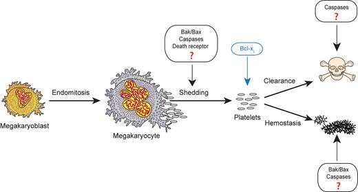 Apoptotic pathway components have been postulated to function during several stages of thrombopoiesisis and hemostasis, including platelet formation from megakaryocytes, platelet clearance, and platelet activation. However, the new data from White et al provide evidence that the intrinsic apoptotic initiator caspase-9 is dispensable for all of these steps under normal physiologic conditions. Figure adapted from White and Kile10 with permission.