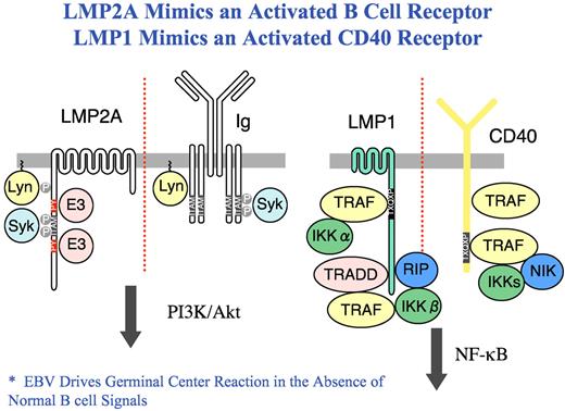 LMP1 and LMP2A mimic CD40 and Ig receptors in B cells. The C-terminal cytoplasmic domain of LMP1 contains 2 domains that associate with TNF receptor associated factors (TRAF), TNFR1-associated death domain (TRADD) and receptor interacting protein (RIP) without propagating a death signal inducing canonical and non-canonical NF-κB signaling. LMP2A activates B cell signaling by binding the Src family tyrosine kinase Lyn leading to constitutive phosphorylation of LMP2A and the recruitment of the Syk tyrosine kinase to a phosphorylated ITAM where it becomes activated resulting in the activation of the PI3K and Akt pathway. LMP2A also binds E3 ubiquitin ligases in the Nedd4 family.