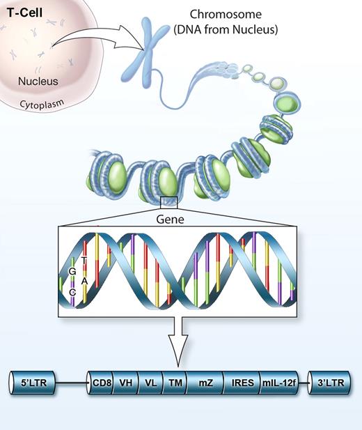 Gene-engineered T cells co-expressing CD19 CAR and IL-12 for adoptive cell therapy against cancer.