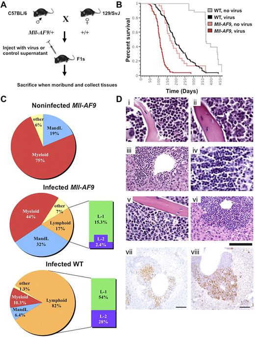 Figure 1. Insertion mutagenesis screen accelerates leukemia in experimental mice. (A) Mll-AF9/+ mice on a C57BL/6 genetic background were crossed to WT mice of the 129/SvJ genetic background to generate experimental cohorts. The resulting pups were infected by IP injection and followed for disease progression. Mice were killed when moribund, and tissues were collected for cloning insertions, FACS analysis, and histology. (B) Log-rank (Mantel-Cox) tests performed on a Kaplan-Meier survival plot indicate that infected Mll-AF9 mice develop disease with a reduced latency compared with infected WT mice (P < .0001) and noninfected Mll-AF9 mice (P < .0001). A total of 279 mice were used in the study: infected WT (n = 114), infected Mll-AF9 (n = 97), noninfected WT (n = 40), and noninfected Mll-AF9 (n = 28). (C) Infected WT animals develop mostly lymphoid leukemia and Mll-AF9/+ animals develop mostly myeloid leukemia. Pie charts depict the percentage of each leukemia type in the experimental cohorts. Myeloid disease is displayed in red, both myeloid and lymphoid disease is blue, only lymphoid disease is orange, and other diseases are yellow. Lymphoid disease is further divided into L-1 (green) and L-2 (purple). A high CD4 or CD8 population characterizes both L-1 and L-2 but L-2 also has Mac1 positively on its surface. (D) Disease phenotype in MLL-AF9 mice infected with retrovirus. Mouse 410 showed myeloid predominance with differentiated forms in marrow (i) and spleen (not shown): myeloid neoplasm common in Mll-AF9 mice. Mouse 529 showed immature myeloid forms in marrow (ii), infiltrate in the liver (iii), lymphoma in the thymus (iv), and a mixture of myeloid leukemia and lymphoma in the spleen (flow immunophenotype shown in supplemental Figure 3B): mixed AML and T-cell lymphoma/leukemia. Mouse 522 showed moderate myeloid differentiation in the marrow (v), infiltrate in the liver (vi), and myeloid leukemia in the spleen (flow immunophenotype shown in supplemental Figure 3C): AML. H&E. IHC of mouse 539 shows CD3 (vii) and myeloperoxidase (viii) positivity in infiltrating cells in the liver; chromogen is DAB. Scale bar represents 20 μm in subpanels i, ii, iv, and v; 50 μm in iii and vi; and 100 μm in vii and viii. Image acquisition details can be found in supplemental Methods.