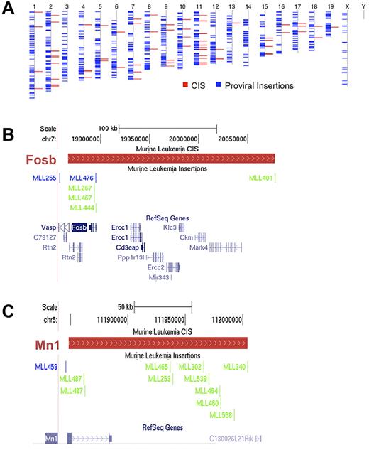 Figure 2. Proviral insertions are randomly distributed throughout the genome and define CISs. (A) Blue lines represent all the insertions recovered from the screen overlaid on the mouse chromosomes, labeled above. Red lines represent all the resulting CISs. (B-C) Two representative CISs with the distribution of insertions. (B) Insertions defining Fosb; (C) insertions defining Mn1. The red bars define a CIS region. The scale and chromosome region are above the CIS region while the insertions from the different mice in the screen are below. With respect to the primary CIS-associated genes, blue lines on the insertion track indicate positive orientation and green lines indicate a negative orientation. RefSeq genes within the CIS are in blue at the bottom of each figure.