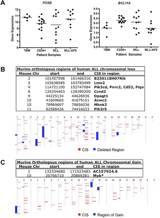 Figure 5. Human GEP and gene copy number data for candidate Mll-AF9 cooperating genes. (A) Dot plots of expression of 2 CIS-associated candidate gene homologs in AML patients: FOSB and BCL11A. A representative probe for BCL11A is shown. Total BM (TBM) and CD34+ cells from healthy patients (n = 5 and 14, respectively) were used as controls compared with AMLs with any MLL rearrangement (n = 11), and patients with MLL-AF9 translocations (n = 10). The horizontal line represents the mean for each patient sample group. Data were log2 transformed. (B) Murine genomic regions orthologous to regions of deletion in human patients with ALL. In the bottom panel, the human chromosome map is shown. Blue blocks represent regions of chromosome deletion in ALL patients, and red blocks represent the combined CISs from our murine screen. Genes annotated using Ensembl release 55. (C) Murine genomic regions orthologous to regions of duplication or gain in human patients with ALL. In the bottom panel, the human chromosome map is shown. Blue blocks represent regions of chromosome gain in ALL patients, and red blocks represent the combined CISs from our murine screen. Genes annotated using Ensembl release 55. *Gene in region of gain in human AML that overlapped with a CIS from our murine screen.32