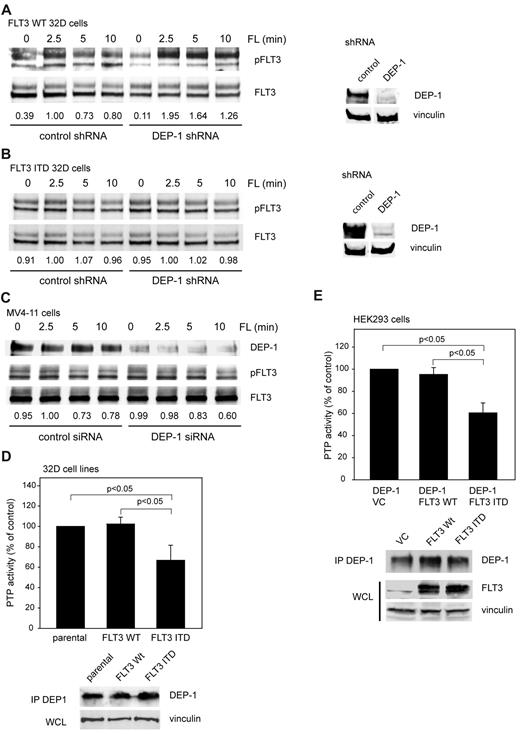 Figure 1. Dysfunction of DEP-1 in FLT3 ITD–expressing cells. 32D cells, either expressing WT FLT3 (A) or FLT3 ITD (B), which were stably transduced with nontargeting (control) or DEP-1 targeting shRNA (as indicated), or MV4-11 cells, transiently transfected with a DEP-1–targeting siRNA (C) were starved and stimulated with FLT3 ligand (FL) for the indicated time periods. FLT3 phosphorylation was assessed by immunoblotting in cell lysates with antibodies recognizing phosphorylated FLT3 (pFLT3, pY589, or pY591). Numbers under the blot indicate relative phosphorylation of FLT3, normalized to FLT3 amounts and to the value at 2.5 minutes stimulation in the control sh/siRNA-treated cells (1.0). Blots in the right panel reveal the DEP-1 knockdown in the used 32D cell pools, which were assayed in parallel to the signaling experiments. Note that blot sections are from the same membranes with identical exposure and image processing, but were rearranged for better clarity. DEP-1 activity was assayed in stably transfected 32D cells (D) or transiently transfected HEK293 cells (E) by measuring dephosphorylation of a phosphotyrosine-containing phosphopeptide with the malachite green assay in DEP-1 immunoprecipitates (values corrected for nonspecific precipitation with IgG controls; means of normalized values for 3 separate experiments ± standard deviation (SD), significance tested by t test). Cell lysis, immunoprecipitation, and activity assay were performed in an anaerobic chamber. Bottom panels verify equal DEP-1 protein levels.