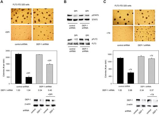 Figure 6. Pharmacologic inhibition of ROS formation inhibits FLT3 ITD–mediated cell transformation in a DEP-1–dependent manner. (A) 32D cells, stably transduced with FLT3 ITD, and additionally nontargeting shRNA (control), or DEP-1 targeting shRNA (as indicated), were subjected to colony formation assays in methylcellulose in absence or presence of 1μM DPI (as indicated) for 6 days. Left panel: example images. Pictures were taken with a 4× magnification objective lens using an Olympus CKX41 microscope equipped with a CAMEDIA C-7070 camera (Olympus). Right panel: quantification of colony formation. Only colonies > 0.4 mm were counted. Knockdown efficiencies were assessed by qRT-PCR and by immunoblotting after the treatment period, and are depicted under the graph. Note also equal DEP-1 expression levels in the cells harboring control shRNA. (B) The cells were treated with DPI or were mock-treated in suspension culture for 6 hours, and subsequently lysed and subjected to immunoblotting for assessing STAT5 (left panel) and FLT3 ITD (right panel) activation (representative experiment of 3 with consistent results). (C) Same experiment as in panel A, except that treatment was performed in absence or presence of 5mM TROLOX (TX).