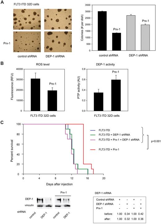 Figure 7. Reactivation of DEP-1 by Prx-1 overexpression attenuates FLT3 ITD–dependent transformation. FLT3 ITD expressing 32D cells, harboring either nontargeting shRNA (not labeled for better clarity in panel C) or DEP-1 targeting shRNA (as indicated), were engineered by retroviral transduction to overexpress Prx-1, or were transduced with control vector. (A) Colony formation in methylcellulose of the 4 different cell pools was assessed. Left panel: example image. Right panel: quantification of colonies > 0.4 mm. (B) ROS formation and DEP-1 activity were assessed as described for Figures 2A and 1C, respectively (representative experiments of 3 with consistent results). (C) C3H/HeJ mice (10 mice per group) were injected with 2 × 106 cells each of the indicated 32D cell pools. Survival was monitored and is displayed as Kaplan-Meier plot. Statistical significance was tested using Gehan-Breslow statistics for the survival curves; posthoc comparisons were made with the Holm-Sidak method for all pairwise multiple comparisons. DEP-1 knockdown efficiencies were assessed at day 11 as described in “Methods,” and are shown as qRT-PCR and immunoblotting data in the bottom panels. Note also equal DEP-1 expression in the cell pools harboring control shRNA. Survival of mice injected with cells harboring FLT3 ITD and Prx-1 was significantly prolonged (15.4 ± 0.3 days; P < .001) compared with mice injected with the corresponding cells additionally harboring DEP-1 shRNA (11.9 ± 0.3 days), with cells harboring FLT3 ITD but without Prx-1 12.5 ± 0.4 days), and with cells harboring FLT3 ITD and DEP-1 shRNA only (12.5 ± 0.2 days). There was no significant difference in the survival curves of mice injected with the latter 3 cell types.