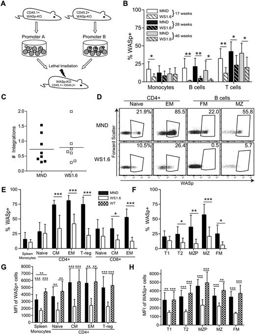 Figure 1. WS1.6 promoter results in limited selection of WASp+ cells in vivo. (A) Experimental design for in vivo promoter comparison studies. WASp−/− congenically marked HSC were transduced with either MND or WS1.6-containing LV and cotransplanted into lethally irradiated WASp−/− CD45.1+CD45.2+ recipients. (B) WASp expression in peripheral blood mononuclear subsets was examined by intracellular staining at different time points; monocytes (CD11b+GR1low); B cells (B220+CD3−); and T cells (B220−CD3+). (C) Viral copy numbers in sorted CD45.1+ or CD45.2+ BM CD11b+ monocytes were analyzed by qPCR. (D) Representative WASp staining in splenic T-and B-cell subsets, with the summary WASp expression data shown for T cells (E) and for B cells (F). To quantify WASp expression in different subsets, we analyzed MFI of WASp+ cells within the T- (G) and B-cell (H) lineages. Data represent 2 unique experiments with error bars showing standard deviation (SD), n = 8 for MND and 7 for WS1.6 (*P < .05; **P < .01; ***P < .001).