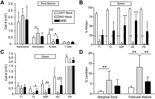 Figure 3. The MND-huWASp LV restores B-cell development and selection. (A) Numbers of BM CD11b+GR1hi neutrophils, CD11b+GR1low monocytes, CD11b−B220+ B cells, and CD11b−CD3+ T cells at 40 weeks after transplant. (B) WASp expression in splenic B-cell subsets. As in Figure 2, the dotted line represents WASp expression within splenic monocytes, whereas stars identify significant deviations from monocyte marking. (C) Absolute numbers in splenic B-cell compartments. These data are from 4 independent experiments with error bars indicative of SD (n = 7 for WTM, 6 for KOM, and 19 for MND). (D) Proportion of λ+ cells within the splenic B-cell subsets. Error bars represent SD based on 3 unique experiments; n = 6 for WTM, 4 for KOM, and 13 for MND. Unless specifically indicated, stars indicate significant differences in WASp expression compared with splenic CD11b+ monocytes (*P < .05; **P < .01; ***P < .001).