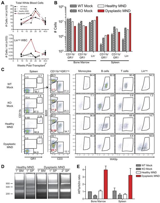 Figure 5. Development of myeloid clonal expansion in a single MND-huWASp LV recipient. (A) Total white blood cell numbers (top) and number of peripheral blood linneg cells (bottom) at various times after transplant. (B) Absolute numbers of hematopoietic subsets in the spleen and the BM 28 weeks after transplant. (C) WASp staining within distinct splenic hematopoietic subsets. (D) LAM-PCR analysis of total splenocytes and total BM from primary and secondary recipients. (E) Atf7ip mRNA expression in BM and spleen isolated from primary recipients. Error bars represent SD based on 3 separate PCR experiments.