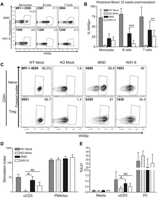 Figure 6. The WS1.6-huWASp LV partially restores WASp expression and functionality in T cells. WASp expression was analyzed 20 weeks after transplant in MND- versus WS 1.6-huWASp LV recipients. (A) Representative flow cytometry plots showing WASp expression within different PB subsets. Percent WASp+ cells in each subset is shown in the top right corner and the MFI of WASp+ cells is shown in the top left corner. Pooled PB data are shown in panel B. (C) Representative flow cytometry analysis showing WASp expression in CD4+ splenic T-cell subsets. For T-cell functional assays, total splenocytes were stimulated with αCD3 or PMA/ionomycin and proliferation (D) and IL2 production (E) were analyzed as described in Figure 2. As the proliferation and IL2 production were similar for mock treated and nontransplanted controls, these 2 groups were combined for panels D and E to improve statistical power. Except for panel B, the data represent 2 unique experiments, n = 5 for WTM, 5 for KOM, and 8 each for MND and WS1.6. Data shown in panel B represents 5 unique experiments, n = 11 for WTM, 11 for KOM, 20 for MND, and 21 for WS1.6. Error bars represent SD (*P < .05; **P < .01; ***P < .001).
