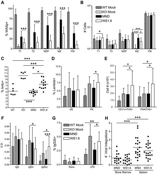 Figure 7. The WS1.6-huWASp LV results in minimal B-cell correction. Analysis of WASp expression, B-cell development and function in B cells from MND versus WS1.6 recipients. (A) Pooled flow cytometry data showing WASp expression for different splenic B-cell subsets. (B) Absolute numbers of splenic B-cell subsets in different recipients. (C) BrdU uptake in splenic MZ B cells from different recipients. (D) Analysis of λ LC usage within the splenic FM and MZ B-cell subsets. (E) Absolute numbers of spontaneous GC B cells (FAS+PNA+) and autoimmune prone B cells (CD11c+FAS+) within the spleen. (F) The titers of anti–double-stranded (ds) DNA antibodies were analyzed ∼ 22 weeks after transplant at a 1:200 dilution. (G) For in vitro isotype switching, B cells were isolated and stimulated with LPS for 5 days. The numbers shown reflect percent of IgG2b+ B cells after dead cell exclusion. (H) Number of viral integrations within total spleen or BM was calculated using real-time PCR. Data shown in panels A, B, D, and E are based on 5 unique experiments, (n = 11 for WTM, 11 for KOM, 20 for MND and 21 for WS1.6). Anti-DNA ELISA data in panel F are based on 8 unique experiments (n = 17 for WTM, 16 for KOM, 40 for MND, and 21 for WS1.6). Data in panels C and G are based on 3 experiments, n = 6 for WTM, 6 for KOM, 12 for MND, and 13 for WS1.6. Error bars represent SD (*P < .05; **P < .01; ***P < .001).