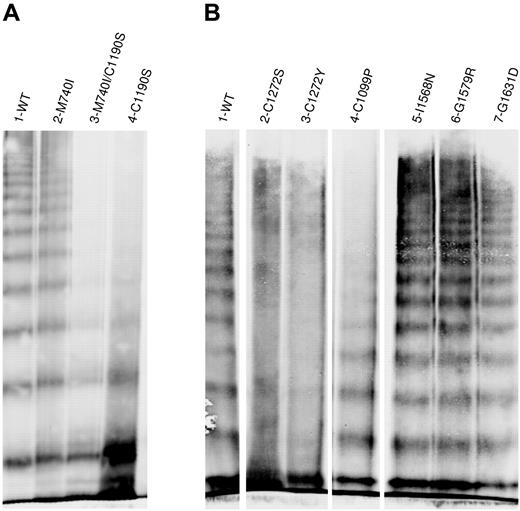 Figure 2. Multimeric analysis of expressed VWF. VWF in the conditioned medium of transiently transfected HEK293T cells was analyzed by electrophoresis in 2% SDS-agarose gels and immunoblotted as described in “Multimer analysis.” Panels A and B represent 2 individual gels. In panel B, lanes were removed for clarity as shown by the separation. (A) Multimeric structure of WT-VWF (lane 1), M740I-VWF (lane 2), M740I/C1190S-VWF (lane 3), and C1190S-VWF (lane 4). (B) Multimeric composition of WT-VWF (lane 1); cysteine mutations C1272S-VWF, C1272Y-VWF, and C1099P-VWF (lanes 2-5); I1568N-VWF (lane 6); G1579R-VWF (lane 7); and G1631D-VWF (lane 8). VWF variants involving mutation of cysteines results in abnormal multimer structure.