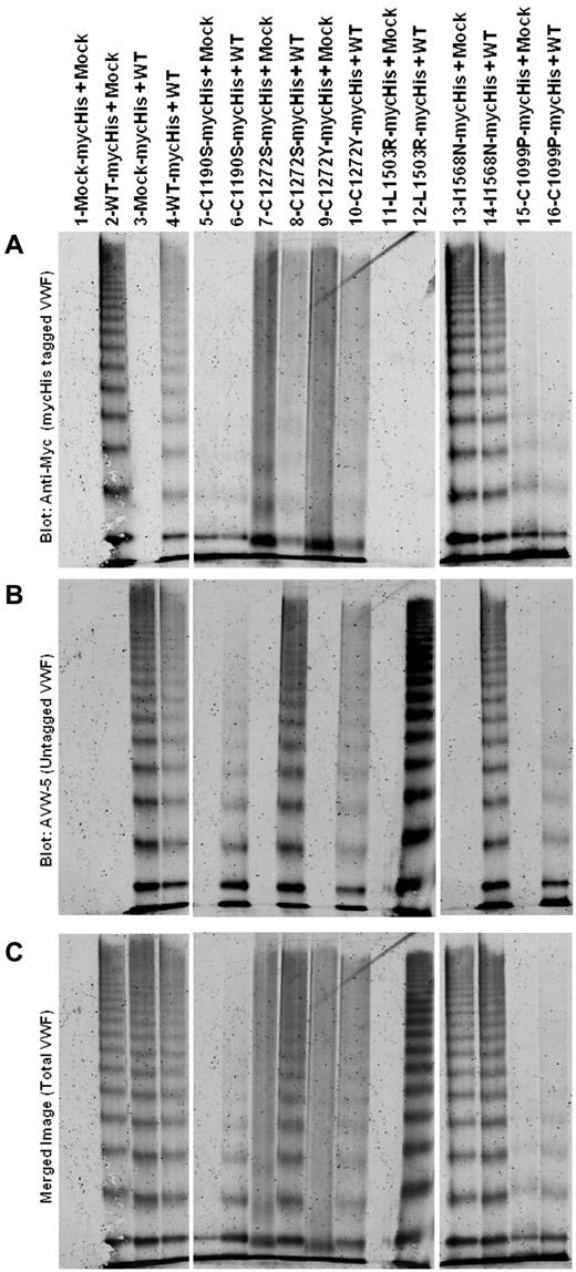 Figure 3. Multimeric analysis of heterozygous expression of type 2A VWF variants with WT-VWF. VWF variants with a mycHis tag were coexpressed 1:1 with WT-VWF (heterozygous) or with mock (homozygous). VWF in the conditioned medium of transiently transfected HEK293T cells was analyzed by electrophoresis in 2% SDS-agarose gels and immunoblotted as described in “Multimer analysis.” All samples were run on the same gel and lanes were removed for clarity, as denoted by the white space. (A) Immunoblot for the mycHis tag. (B) Immunoblot using Ab AVW-5 that does not recognize mycHis-tagged VWF. (C) Overlay of panels A and B for total VWF. Lane 1 is supernatant from mock-transfected cells. Lanes 2-4 show WT-VWF proteins with and without myc His tags to demonstrate Ab specificity. In lanes 5-16, data are shown in pairs, with one lane showing the mycHis-tagged type 2A variant cotransfected with mock (homozygous) or with untagged WT-VWF (heterozygous). Some type 2A variants have a negative impact on WT-VWF multimerization.