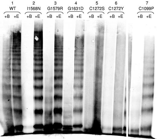 Figure 5. ADAMTS13 degradation of type 2A variant VWF proteins. VWF in the conditioned medium of transiently transfected HEK293T cells was digested with rhuADAMTS13 and analyzed by electrophoresis in 2% SDS-agarose gels and immunoblotted as described in “Multimer analysis.” All samples were run on the same gel and lanes were removed for clarity, as denoted by white space. Each variant was digested with BaCl2 to activate the rhuADAMTS13 (+B), or in the presence of EDTA to prevent activation of huADAMTS13 (+E). Sample set 1 shows WT-VWF, which is cleaved minimally by rhuADAMTS13. Sample sets 2-4 show type 2A mutations that displayed a full range of VWF multimers (I1568N, G1579R, and G1631D) and had increased susceptibility to cleavage by rhuADAMTS13. Sample sets 5-7 show type 2A VWD mutations involving cysteines (C1272S, C1272Y, and C1099P). C1272S and C1272Y may have increased proteolysis, whereas C1099P does have increased proteolysis.