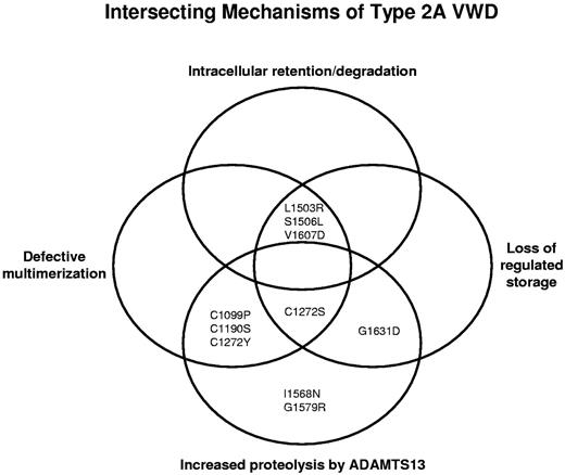 Figure 6. Proposed complex intersection of mechanisms causing type 2A VWD. Type 2A VWD appears to result from an overlap of mechanisms, including intracellular retention/degradation, defective multimerization, loss of regulated storage, and increased proteolysis by ADAMTS13. Type 2A variants are affected by one or more of these defects in VWF processing.