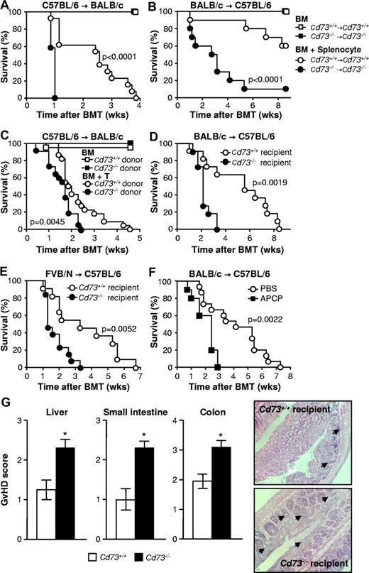 Figure 1. CD73 deficiency causes enhanced GVHD mortality. All BMTs were performed on lethally irradiated mice as described in “BMT model and induction of GVHD,” and survival was monitored for the indicated times. (A) Cd73+/+ (n = 12) and Cd73−/− (n = 13) BALB/c mice were transplanted with 5 × 106 BM cells with or without 10 × 106 splenocytes from Cd73+/+ or Cd73−/− C57BL/6 mice, respectively (P < .0001). (B) Cd73+/+ and Cd73−/− C57BL/6 mice were transplanted with 5 × 106 BM cells with or without 15 × 106 splenocytes from Cd73+/+ or Cd73−/− BALB/c mice, respectively (n = 10/group). P < .0001. (A-B) Results are representative of 3 independent experiments. (C) Cd73+/+ BALB/c mice were transplanted with 5 × 106 BM cells with or without 3 × 105 CD4+/CD8+ splenic T cells from Cd73+/+ or Cd73−/− C57BL/6 mice (n = 22/group; data pooled from 4 experiments). P = .0045. (D) Cd73+/+ and Cd73−/− C57BL/6 mice were transplanted with 5 × 106 BM cells and 2 × 105 CD4+/CD8+ splenic T cells from a Cd73+/+ BALB/c donor (n = 11/group; data pooled from 2 experiments). P = .0019. (E) Cd73+/+ (n = 11) and Cd73−/− (n = 13) C57BL/6 mice were transplanted with 5 × 106 BM cells and 1 × 106 CD4+/CD8+ splenic T cells from a Cd73+/+ FVB/N donor (data pooled from 3 experiments). P = .0052. (F) Cd73+/+ C57BL/6 mice were transplanted with 5 × 106 BM cells and 2 × 105 CD4+/CD8+ splenic T cells from Cd73+/+ BALB/c mice. One group (n = 10) was treated with the CD73 inhibitor APCP as described in “In vivo inhibition of CD73 and antagonism of ARs”; the other group (n = 15) received PBS as vehicle (data pooled from 3 experiments). P = .0022. (G) Cd73+/+ and Cd73−/− C57BL/6 mice were transplanted with 5 × 106 BM cells and 1 × 106 CD4+/CD8+ splenocytes from a Cd73+/+ FVB/N donor. Ten days later, mice were killed and paraffin sections of small intestine, large intestine, and liver were stained with hematoxylin and eosin. Histopathologic scoring was performed as described in “Histopathdology scoring of acute GVHD.” Left panel: Pooled GVHD histopathology score (mean ± SEM). *P = .0058 for liver. P = .0009 for small intestine. P = .003 for colon. n = 8-10 mice/group (data pooled from 3 independent experiments). Right panel: Representative colon sections from Cd73+/+ and Cd73−/− recipients. Evaluation of the stained tissue sections was performed on an Axio Imager A2 microscope (Zeiss) at 400× magnification and 0.60 numerical aperture. Photos were obtained using a digital camera (Horn Imaging, model MC-MD1/3, HD capture software). Arrows indicate crypt abscesses.