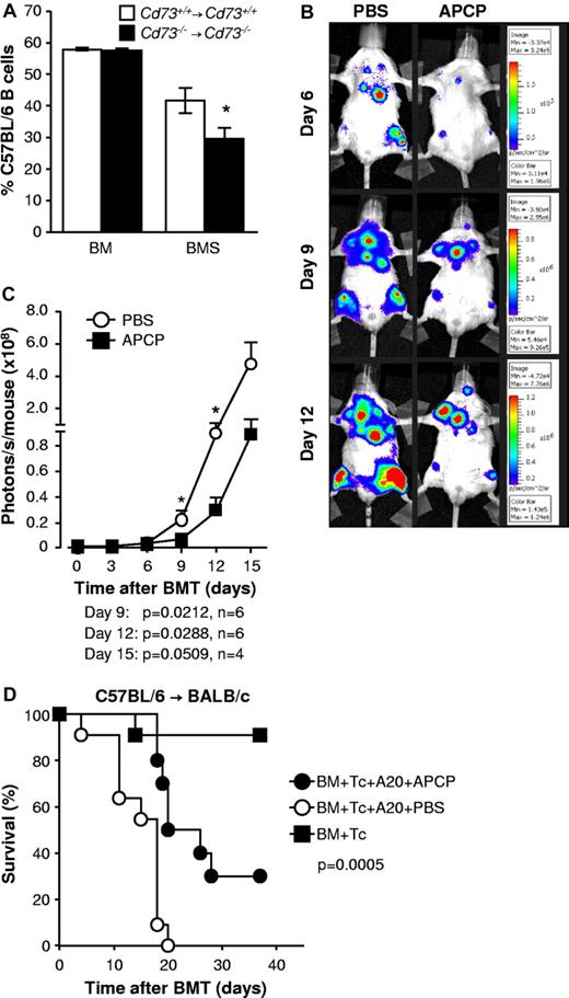 Figure 5. Cytotoxicity against host cells and GVL activity of donor T cells are enhanced when CD73 is deficient or inhibited. (A) A total of 5 million BM cells with (BMS) or without (BM) 15 × 106 splenocytes from Cd73+/+ or Cd73−/− BALB/c mice were transplanted into irradiated Cd73+/+ or Cd73−/− C57BL/6 recipients, respectively. Six to 7 days later, equal numbers of CFSE-labeled B cells from Cd73−/− C57BL/6 and Cd73−/− BALB/c mice were transferred intravenously into the recipients as targets. Three hours later, recipient spleens were harvested and the CFSE-labeled cells were analyzed for the expression of H-2Kb and H-2Kd by flow cytometry. A decrease in the percentage of CFSE+ H-2Kb target cells is indicative of anti-host cytotoxic activity. The data are summarized as the percentage (mean ± SD) of total CFSE-labeled target B cells that are H-2Kb+ (n = 3 or 4). *P < .05. (B) Lethally irradiated BALB/c mice received 5 × 106 C57BL/6 BM cells and 5 × 104 luc+ A20 cells on day 0 of allo-HCT and 3 × 105 C57BL/6 CD4+/CD8+ splenic T cells on day 2. One group (n = 6) was treated with the CD73-inhibitor APCP at a dosage of 50 mg/kg per day intraperitoneally. On days 0 to 10 after allo-HCT, the other group (n = 6) received an equal volume of PBS as vehicle. Expansion of luc+ A20 cells was monitored via BLI as described in “In vivo BLI.” Representative bioluminescent images on days 6, 9, and 12 are shown. (C) Expansion of luc+ A20 tumor cells as measured in photons over total body area at different time points with 6 mice per group is shown. Data from one of 2 independent experiments with similar results are shown (mean ± SEM). (D) Same as in panel B, except that the recipient mice received WT A20 tumor cells and only 105 CD4+/CD8+ splenic T cells. A control group of mice did not receive A20 tumor cells. Survival was monitored for 5 weeks. Data are pooled from 2 independent experiments (n = 10 or 11/group). P = .0005 (PBS vs APCP treatment).