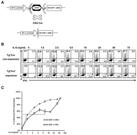 Figure 4. SHP-1 negatively regulates IL-6 mediated Th17 development in a T cell–intrinsic manner. (A) Graphic map of the construct used to generate DN-SHP-1 mice. (B) Representative IL-6 dose-response assay of DN-SHP-1–expressing and –nonexpressing T cells that were cultured under Th17-inducing, with the indicated IL-6 concentrations, followed by intracellular staining for IFN-γ and IL-17. Profiles show CD4+-gated population. (C) Relative Th17 T-cell generation from IL-6 dose-response assays as described in panel B (maximum % Th17 cells: 35% nonexpressers, 34% DN-SHP-1–expressers). EC50: DN-SHP-1–expressers 1.0 ng/mL IL-6 (n = 3) and nonexpressers 2.5 ng/mL IL-6 (n = 4; P = .13). Data are representative of 2 independent experiments with multiple mice for each genotype.