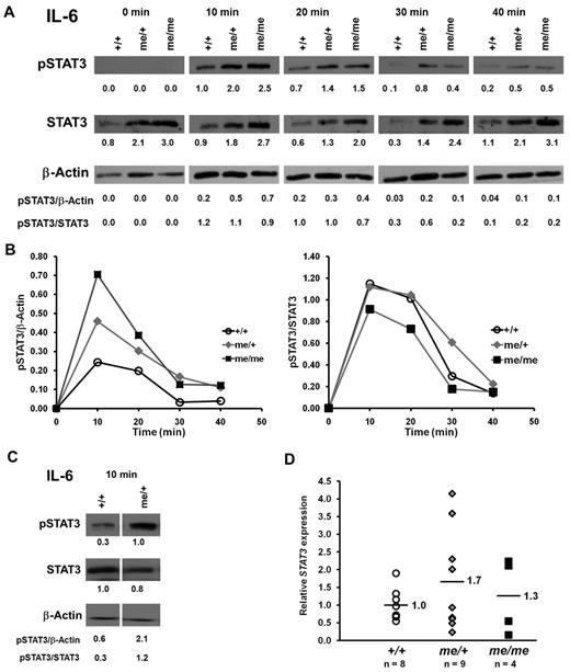 Figure 6. SHP-1 negatively regulates IL-6–induced STAT3 activation. (A) CD4+ T cells (0.7 × 106) purified from +/+, me/+, and me/me C57BL/6 mice were stimulated with IL-6 for the indicated times. Cells were assessed for STAT3 phosphorylation (Tyr705), STAT3, and β-actin protein expression by immunoblotting. Numbers represent relative band densities in arbitrary units. (B) Kinetics of IL-6–induced STAT3 phosphorylation presented in panel A. pSTAT3 band densities normalized to β-actin (left panel) and pSTAT3 band densities normalized to STAT3 (right panel). (C) CD4+ T cells (0.7 × 106) purified from +/+ and me/+ mice were stimulated with IL-6 for 10 minutes and analyzed as described in panel A. (D) Quantitative RT-PCR analysis of STAT3 mRNA isolated from splenic CD4+ T cells of +/+, me/+, and me/me C57BL/6 mice. STAT3 mRNA expression levels were normalized to HPRT1 and levels for +/+ set to 1. Data are representative of 2 or 3 independent experiments with multiple mice for each genotype.