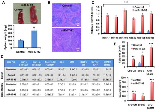 Figure 1. Overexpression of miR-17-92 in mice leads to expansion of multipotent hematopoietic progenitor cells. (A) A representative photograph (top panel) and average spleen weights of empty vector control vector (n = 6) and miR-17-92 mice (n = 8), 16 weeks after infection (bottom panel), where error bars represent SD; **P < .005. (B) H&E stained paraffin sections of spleens from empty vector control and miR-17-92 mice 16 weeks after infection (scale bar, 1 mm). Data are representative sections from 3 staining experiments. (C) Quantitative RT-PCR analysis of precursor miR-17-92 expression in the spleens isolated from empty vector control (n = 4) and miR-17-92 mice (n = 4) 16 weeks after infection. Results were normalized relative to β-actin expression in all experimental samples. Each experiment was performed in quadruplicate, where error bars represent SD; ***P < .0005. (D) Frequency of hematopoietic cell surface marker expression, as a percentage of total splenocytes (top panel) and bone marrow cells (bottom panel) isolated from uninfected (n = 3), empty vector control (n = 4), and miR-17-92 mice (n = 4). Values represent the mean % ± SD; *P < .05 (E) in vitro colony assays displaying the kinetics of CFU colony expansion of miR-17-92 or empty vector control injected mice (n = 6) splenocytes (top panel) and BM cells (bottom panel). Three CFU types were scored: CFU-GM, BFU-E, and CFU-GEMM. Colony counts were performed in triplicate after 5 to 14 days of culture, where error bars represent SD; *P < .05, **P < .005, and ***P < .0005.