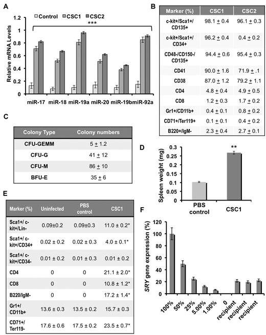 Figure 2. Characterization of multipotent hematopoietic progenitors isolated from spleens of miR-17-92–overexpressing mice. (A) Quantitative RT-PCR analysis of precursor miR-17-92 expression in CSC1 and CSC2 cell lines. Results were normalized relative to β-actin expression in all experimental samples. Each experiment was performed in quadruplicate, where error bars represent SD; ***P < .0005. (B) Frequency of hematopoietic cell surface marker expression, as a percentage of total CSC1 and CSC2 cell lines (n = 4), empty vector control (n = 4), and miR-17-92 mice (n = 4). Values represent the mean % ± SD. (C) Numbers of CSC1 colonies (CFU-GEMM, BFU-E, and CFU-GM) observed in an in vitro colony formation assay on methylcellulose. Colony counts were performed in triplicate after 5 days of culture. Values represent the mean ± SD detected in 3 separate experiments. (D) Average spleen weights of PBS control (n = 6) and CSC1 transplanted NOD/SCID mice (n = 8), where error bars represent SD and **P < .005. (E) Flow cytometric analysis using the indicated hematopoietic markers revealed reconstitution of T (CD4+/CD8+) and B (B220+/CD19+) lymphocytes in NOD/SCID mice injected with 5 × 106 CSC1 cells (n = 4), 4 months after injection. Uninfected (n = 3), and PBS-injected mice (n = 4) were used as controls. Values represent the mean % ± SD; *P < .05. (F) Quantitative RT-PCR analysis of CSC1 donor DNA in 3 female NOD/SCID mice transplanted with CSC1 cells. Serial dilutions of CSC1 DNA were added to normal spleen DNA and used to quantify the percentage of donor DNA, by examination of the Y chromosome specific SRY gene, where error bars represent SD.