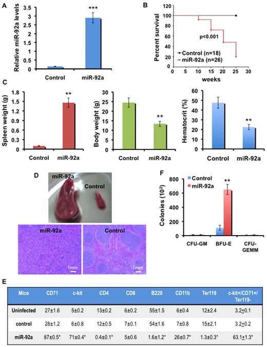 Figure 3. Mice overexpressing miR-92a develop erythroleukemia. (A) Quantitative RT-PCR analysis of precursor miR-92a expression in the spleens of empty vector control (n = 6) and miR-92a mice, where n = 4, 12 weeks after infection. Results were normalized relative to β-actin expression in all experimental samples. Experiments were performed in quadruplicate, where error bars represent SD; ***P < .0005. (B) Survival analysis of mice injected with miR-92a (n = 26) or empty vector control (n = 18), in 3 independent experiments. (C) miR-92a overexpression (n = 8) leads to the development of leukemia associated with characteristic disease symptoms of increased spleen weight, and reduced body weights/hematocrit levels, where error bars represent SD; **P < .005. (D) Representative photograph of spleens from empty vector control and miR-92a mice 12 weeks after infection (top panel). H&E stained paraffin sections of isolated spleens from 12-week-old mice injected with miR-92a and empty vector control retroviruses (scale bar, 1 mm). Data are representative sections from 3 staining experiments (bottom panels). (E) Frequency of hematopoietic cell surface marker expression 6 weeks after infection, as a percentage of total splenocytes isolated from uninfected, empty vector control and miR-92a injected mice, where n = 5. Values represent the mean % ± SD; *P < .05. (F) Numbers of CSC1 colonies (CFU-GEMM, BFU-E, and CFU-GM) observed in an in vitro colony formation assay on methylcellulose for the indicated groups (n = 5), where error bars represent SD; **P < .005. Colony counts were performed in triplicate after 5 to 14 days of culture.