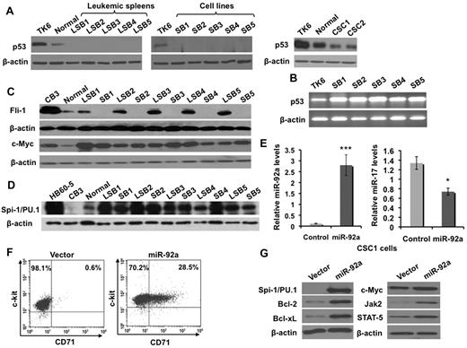 Figure 4. Overexpression of miR-92a leads to altered expression of genes involved in erythroleukemogenesis. (A) p53 protein levels in miR-92a–induced erythroleukemic spleens 1 to 5 (leukemic LSB1-5), cell lines derived from these tumors (SB1-SB5), and the miR-17-92–overexpressing cell lines CSC1 and CSC2. Levels of p53 were compared with normal spleens (Normal) and the TK6 cell line, known to express p53. (B) p53 mRNA levels were detected in SB1-SB5 and control TK6 cells by RT-PCR. (C-D) Expression of Spi-1/PU.1 (C) c-Myc, and Fli-1 (D) in erythroleukemias LSB1-LSB5 and cell lines SB1-SB5. Normal splenocytes and erythroleukemic cell lines HB60-5 and CB3 were used as controls. (E) Quantitative RT-PCR analysis of precursor miR-92a (left panel) and miR-17 (right panel) expression in pooled-populations of CSC1 cells infected with miR-92a or vector control retroviruses. Results were normalized relative to β-actin expression in all experimental samples. Each experiment was performed in quadruplicate, where error bars represent SD; *P < .05, ***P < .0005. (F) Flow cytometric analysis revealed that miR-92a overexpressing CSC1 cells contain a significantly higher number of CD71+ erythroid cells relative to vector alone-infected cells. (G) CSC1 cells infected with miR-92a or vector alone retroviruses were subjected to Western blot analysis using the indicated antibodies.