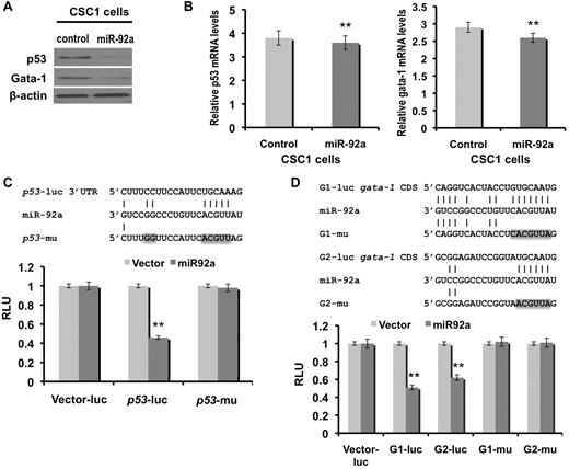 Figure 5. Gata-1 and p53 are direct targets of miR-92a. Gata-1 and p53 (A) protein and (B) quantitative mRNA expression in empty vector control and miR-92a overexpressing CSC1 cells, where error bars represent SD; **P < .005. (C) Schematic representation (top panel) of the p53 3′UTR sequence containing potential miR-92a binding sites. Positions of mutations generated (p53-mu) are marked in gray. Luciferase assay (bottom panel) of the reporter vector containing the p53 binding site and its corresponding mutation (p53-mu) after transient transfection in NIH-3T3 cells stably expressing miR-92a. (D) Schematic representation (top panel) of the gata-1 CDS containing potential miR-92a binding sites (G1 and G2). Positions of mutations generated within G1 (G1-mu) and G2 (G2-mu) are marked in gray. Luciferase assay (bottom panel) of the reporter genes containing the G1 or G2 binding sites and their corresponding mutations (G1-mu or G2-mu) after transient transfection in NIH-3T3 cells stably expressing miR-92a. The expression is presented relative to that obtained with transfection of control vector alone. Error bars represent SD; **P < .005.