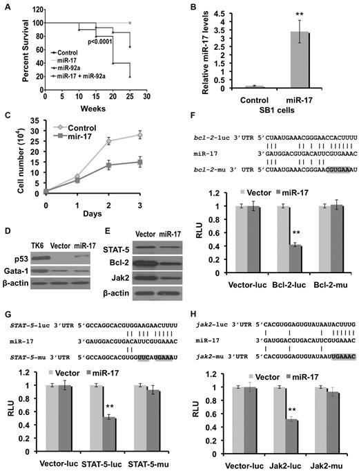 Figure 6. Suppression of miR-92a–induced erythroleukemogenesis by miR-17 is associated with target gene down-regulation. (A) Survival analysis of mice injected with miR-92a (n = 20), miR-17 (n = 18), miR-17+miR-92a (n = 26) and empty vector control (n = 17) retroviruses. (B) Quantitative RT-PCR analysis of precursor miR-17 expression in pooled-populations of SB1 cells infected with miR-17 or empty vector retroviruses. Results were normalized relative to β-actin expression in all experimental samples. Each experiment was performed in quadruplicate, where error bars represent SD; **P < .005. (C) Proliferation rates of miR-17 and control vector infected SB1 cells, as determined on the indicated days using the Trypan blue exclusion assay. (D) p53, Gata-1, (E) STAT-5, Bcl-2, and Jak2 protein expression in SB1 cells transduced with miR-17 or control vector retroviruses. TK6 cells were used as a positive control for p53 expression. Schematic representation (top panel) of the bcl-2 3′UTR (E), STAT-5 3′UTR (F), and jak2 3′UTR (G) containing potential miR-17 binding sites. Positions of mutations generated within these binding sites (bcl-2-mu, STAT-5-mu, and jak2-mu) are indicated in gray. Luciferase assays (bottom panel) of the reporter vector containing the bcl-2 3′UTR (E), STAT-5 3′UTR (F), jak2 3′UTR (G), and their corresponding mutations after transient transfection in NIH-3T3 cells stably expressing miR-17. Data are representative of 5 separate experiments, where error bars represent SD; **P < .005. The expression is presented relative to that obtained with transfection of control vector alone.