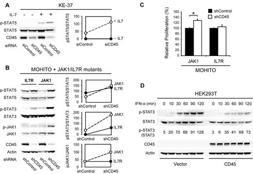 Figure 2. Effects of CD45 knockdown and overexpression. (A) Knockdown of CD45 increases sensitivity of the human T-ALL cell line KE-37 to IL-7 stimulation. KE-37 cells were electroporated with a CD45 targeting or control siRNA. At 72 hours after electroporation, a fraction of the cells were stimulated with 10 ng/mL IL-7 for 10 minutes. Phosphorylation of STAT5 was assayed by Western blot (left) and quantified (right). (B) Knockdown of CD45 increases JAK/STAT signaling in MOHITO cells transformed by JAK1 or IL-7R gain-of-function mutants. MOHITO cells transformed by activating JAK1 or IL-7R mutants were transduced with a CD45 targeting or control shRNA. Phosphorylation of JAK1 and STAT5 was assayed by Western blot (left) and quantified (right). (C) Knockdown of CD45 increases proliferation of MOHITO cells transformed by a JAK1 gain-of-function mutant. Proliferation of MOHITO cells expressing both the activating JAK1 A634D mutant and either a CD45 targeting or a control shRNA was followed over a period of 72 hours and normalized to the control shRNA. The average ± SEM of 3 repeats is shown. *Statistical significance. (D) Overexpression of CD45 reduces sensitivity of HEK293T cells to IFN-α treatment. HEK293T cells transfected with empty vector or human CD45 (isoform R0) were stimulated with 500 U/mL IFN-α and harvested at different time points. STAT3 phosphorylation was assayed on Western blot and quantified relative to total STAT3.