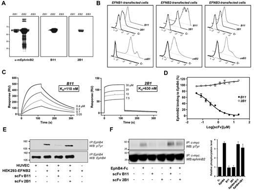 Figure 1. Characterization of selected ephrinB2-specific scFvs. (A) Specificity of scFvs for human ephrinB2-Fc (EB2) but not for other related members of the protein family, mouse ephrinB1-Fc (EB1) and human ephrinB3-Fc (EB3) by Western blot. Commercial anti–mouse ephrinB2 polyclonal Ab was used as control. (B) Flow cytometric analysis showing the specificity of B11 and 2B1 to ephrinB2 in native form. HEK293T cells overexpressing human ephrinB1 (left panel), ephrinB2 (middle panel), or ephrinB3 (right panel) were subjected to flow cytometry for detection of B11 and 2B1 binding. As positive controls, specific antisera of each member of the ephrinB family (αeB1, αeB2, and αeB3) were used (lower histograms of each panel). Incubations omitting the specific Abs were used as negative controls. (C) SPR sensorgrams of ephrinB2-specific scFvs, B11 on the left panel and 2B1 on the right, binding to immobilized ephrinB2-Fc are shown. The sensograms were corrected for response differences between the active and reference flow cells. EphrinB2-Fc was immobilized on CM5 chips and scFvs were passed over at concentration ranges noted on each sensorgram, giving affinity constants (KD) of 110nM for B11 and 630nM for 2B1. (D) Inhibition assays using SPR for detection of bound ephrinB2. Serial dilutions of scFv B11 (●) or 2B1 (○) were mixed with 0.2μM ephrinB2-Fc and injected over an immobilized sEphB4 on a CM5 chip. The relative amount of ephrinB2 binding to sEphB4 was measured immediately after injection of each sample and plotted as a function of scFv concentration. Mean values are shown with error bars indicating the SD (n = 3). (E) Activation of EphB4 receptor by tyrosine phosphorylation in HUVECs as a response to interaction with membrane-bound ephrinB2 in the absence or presence of ephrinB2-specific scFv in a cell-based assay. HEK293T cells overexpressing ephrinB2 were overlaid on HUVE cells with or without the corresponding scFv. Total (bottom panel) and phosphorylated EphB4s (top panel) after immunoprecipitation (IP) by Western blot (WB) with the respective Abs are shown. (F) Analysis of EphB4-induced ephrinB2 tyrosine phosphorylation in the absence or presence of B11 and 2B1. HEK293T cells transfected with c-myc–tagged ephrinB2 were treated as indicated and the corresponding cell extracts were immunoprecipitated with anti-c-myc Ab. Total (bottom panel) and phosphorylated (top panel) ephrinB2 were detected by Western blot. The graph on the right showed average levels of tyrosine-phosphorylated ephrinB2, quantified from 3 different immunoblotting experiments. Graph shows normalized results (means ± SD).