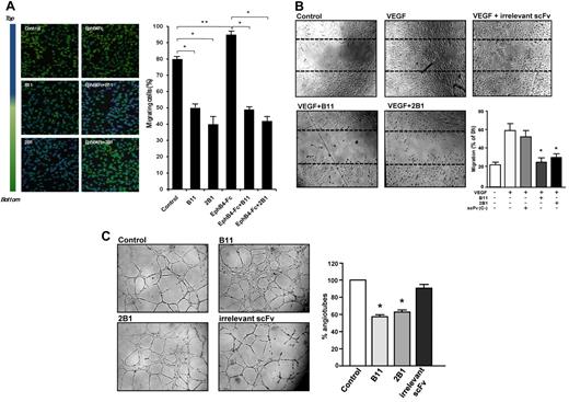 Figure 2. Characterization of antiangiogenic capability of ephrinB2-specific scFvs. (A) HUVEC migration (Transwell) assays in the absence or presence of B11 or 2B1 and/or clustered EphB4-Fc are shown. FBS in the bottom chamber was used as migration stimuli. Cells crossing the Transwell membrane are in green, whereas the blue signal indicates cells that remain at the upper compartment. Results are expressed as the percentage ± SD of migrated cells relative to total cells. *P < .001 and **P < .01 as determined by an unpaired Student t test. (B) Analysis of lateral migration of HUVECs by wound healing assays in vitro. HUVECs were grown to confluence when scratches were done. Cells were incubated with starving media in the absence (Control) or presence of 100 ng/mL VEGF as migrating stimulus. Cell migration was monitored over 24 hours with 100 μg/mL ephrinB2-specific scFvs (B11 or 2B1) or an irrelevant scFv as indicated. Representative still photographs (4× magnification) taken 24 hours after scratching are shown (original wound areas at time 0 are indicated by dotted lines). Quantification of lateral migration after 24 hours is shown in the bottom right panel. Each scFv was assayed at least 3 times and the corresponding values (means ± SD) were represented as the percentage of migrated area from time 0. *P < .01 versus control. (C) Tubular formation assay. HUVECs were cultured on standard Matrigel in VEGF-stimulated conditions in the absence (control) or presence of anti-ephrinB2 (B11 or 2B1) scFvs or an irrelevant scFv. Representative microphotographs of tube formation after 6 hours of culture (4× magnification) are shown. Graph shows quantitative measure of tube formation. Each treatment was assayed at least 3 times, and the corresponding values (means ± SE) were plotted as percentages of tube formation in the respective condition. *P < .001 versus control.