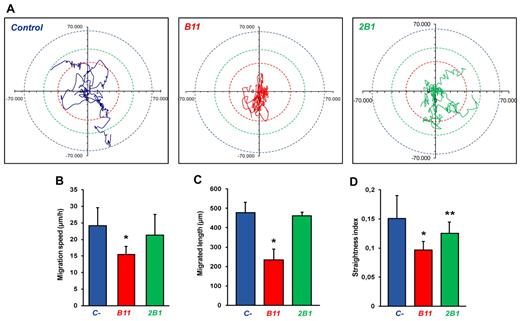 Figure 3. Effect of ephrinB2-specific scFvs on single-cell random migration. Cell tracking analysis was carried out for 24 hours at a rate of 1 frame per 10 minutes. Several parameters of random motility were quantified on EGFP-transfected HUVEC culture: (A) 5 significant tracks of untreated, B11-, and 2B1-treated cells were plotted in blue, red, and green, respectively. Trajectories of each group of cells were standardized because they all begin at the same starting post. Colored dotted circles represent the maximum distance covered by a group of cells within 24 hours. (B) The speed of treated and untreated cells (μm/h). (C) The total length migrated by treated and untreated cells (μm) and (D) directionality scored as straightness index (distance from the origin/total distance ratio). n = 17, *P < .001, and **P < .05 versus untreated control cells.